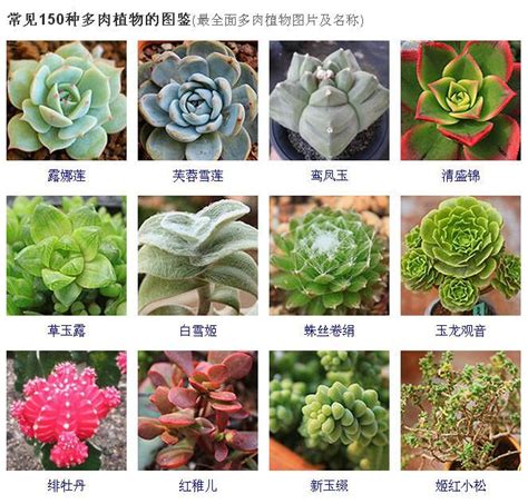 多肉名稱查詢|多肉植物種類介紹：你該認識的10種人氣多肉植物